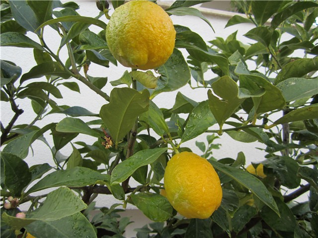 Moji limuni